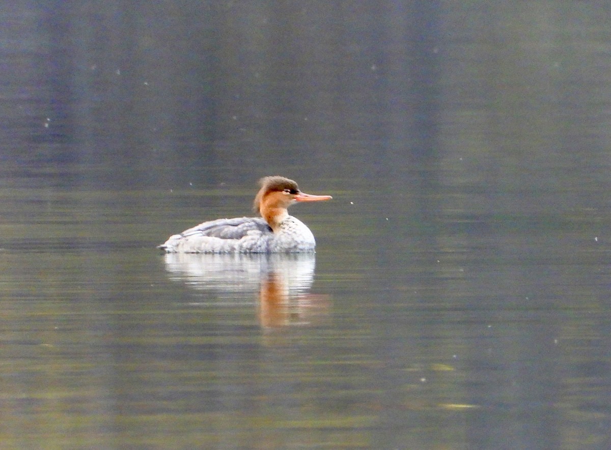 Red-breasted Merganser - ML610410675
