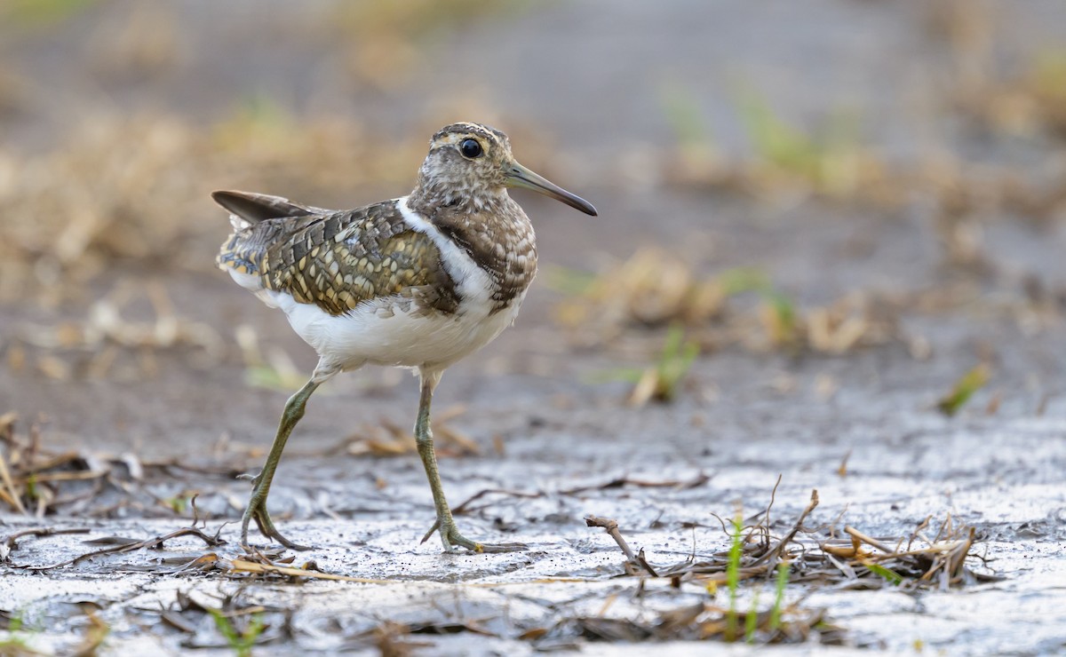 Australian Painted-Snipe - Roger MacKertich