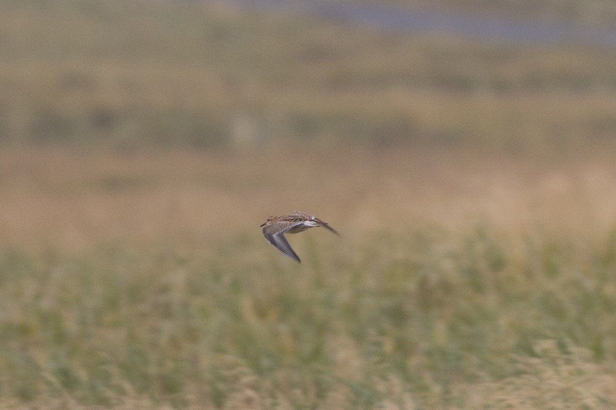 Sharp-tailed Sandpiper - ML610410702