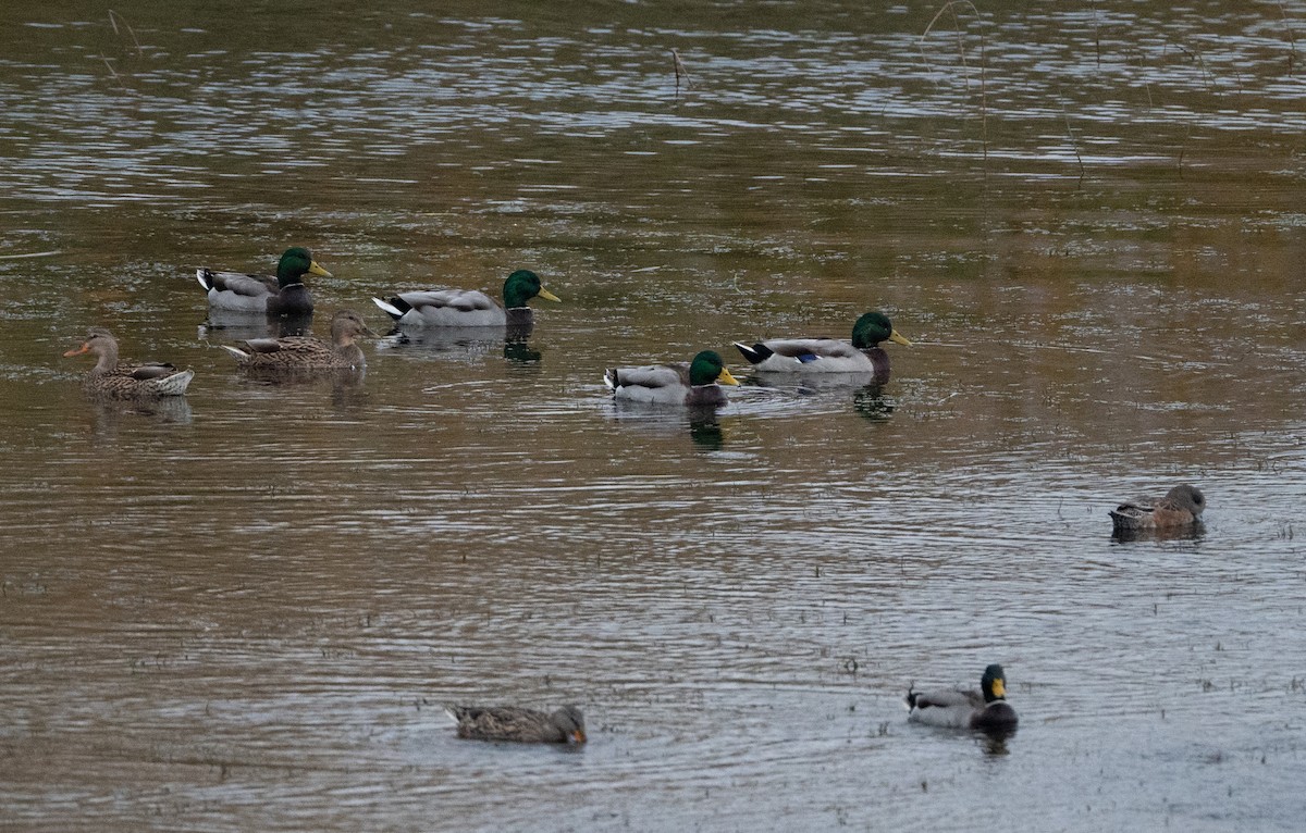 Mallard - Christine Pelletier et (Claude St-Pierre , photos)
