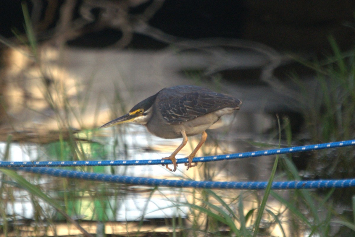 Striated Heron - ML610410801