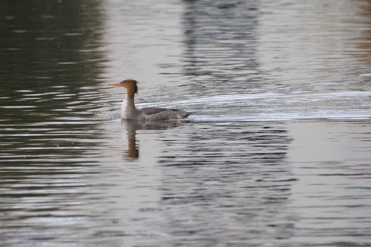 Red-breasted Merganser - ML610410817