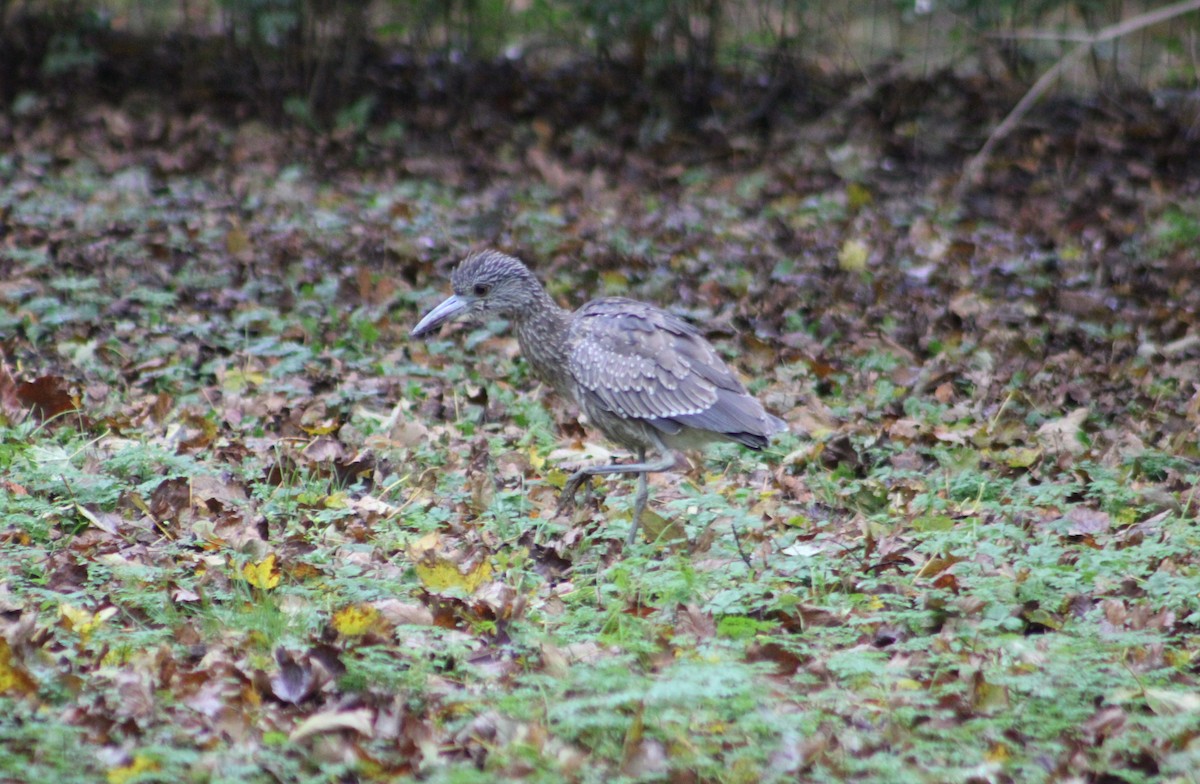 Yellow-crowned Night Heron - ML610410884