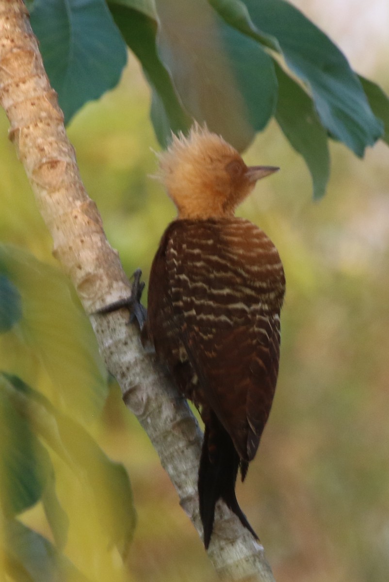 Pale-crested Woodpecker - Joan and/or George Sims