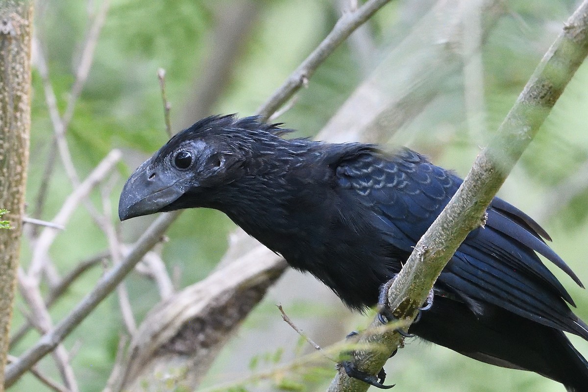 Groove-billed Ani - ML610410938