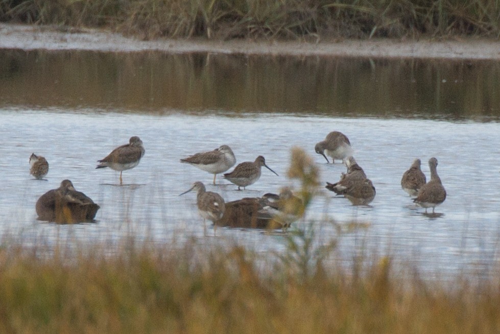 Long-billed Dowitcher - ML610410939