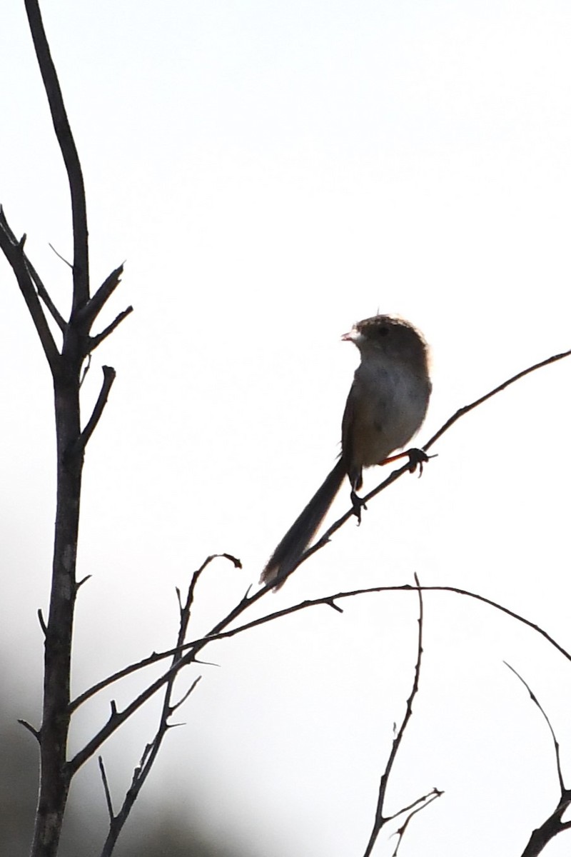 White-winged Fairywren - Michael Louey