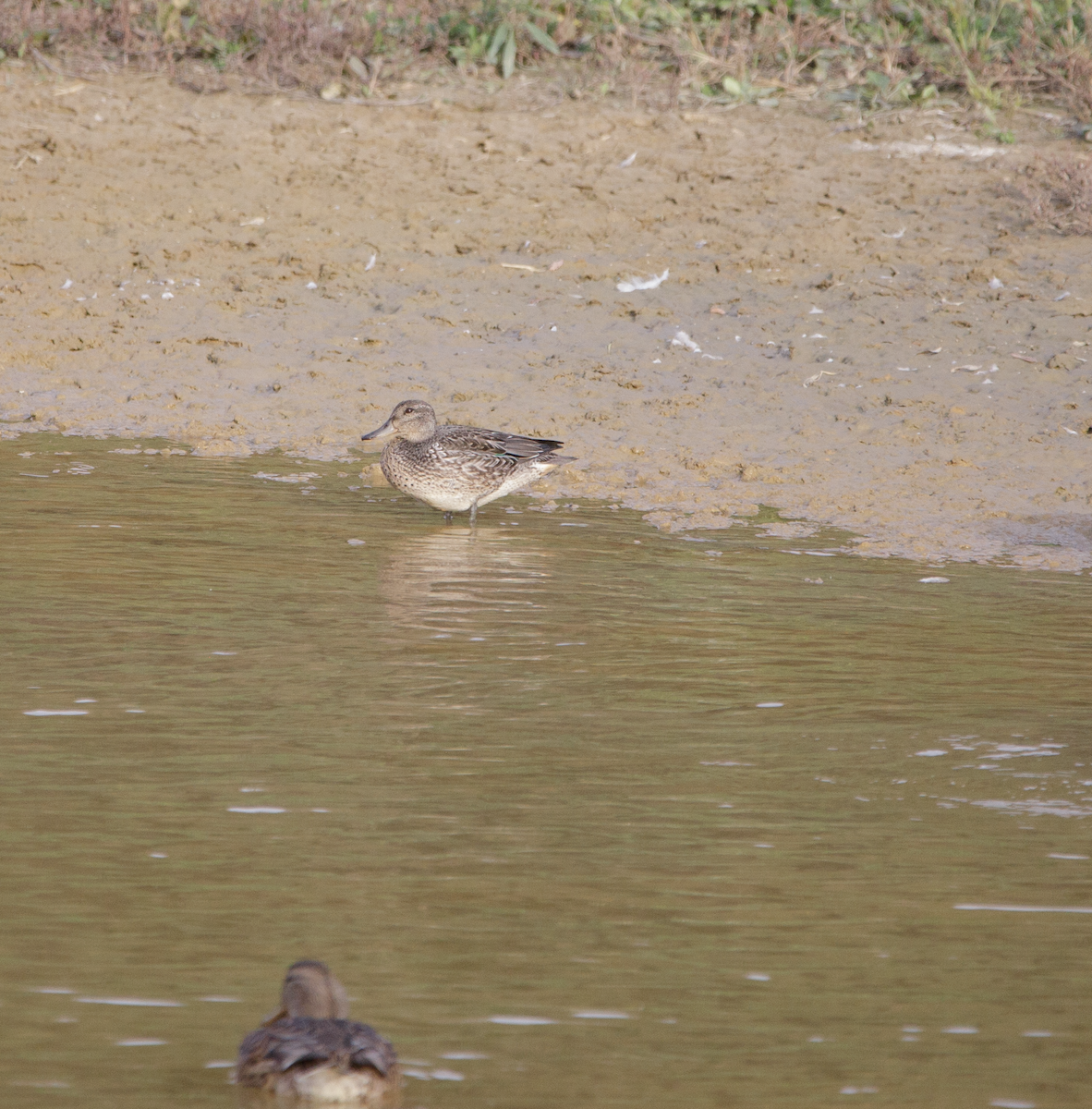 Green-winged Teal - ML610411006