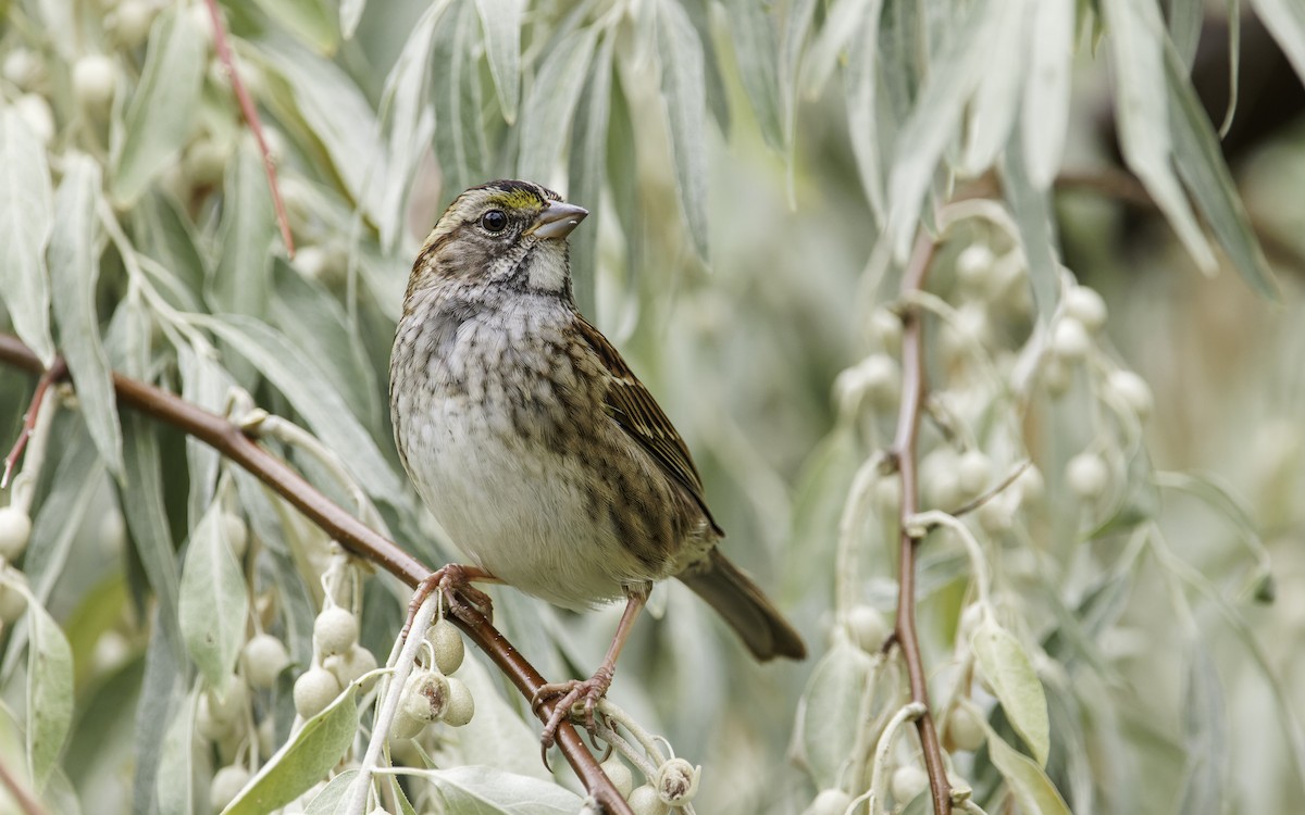 White-throated Sparrow - ML610411025