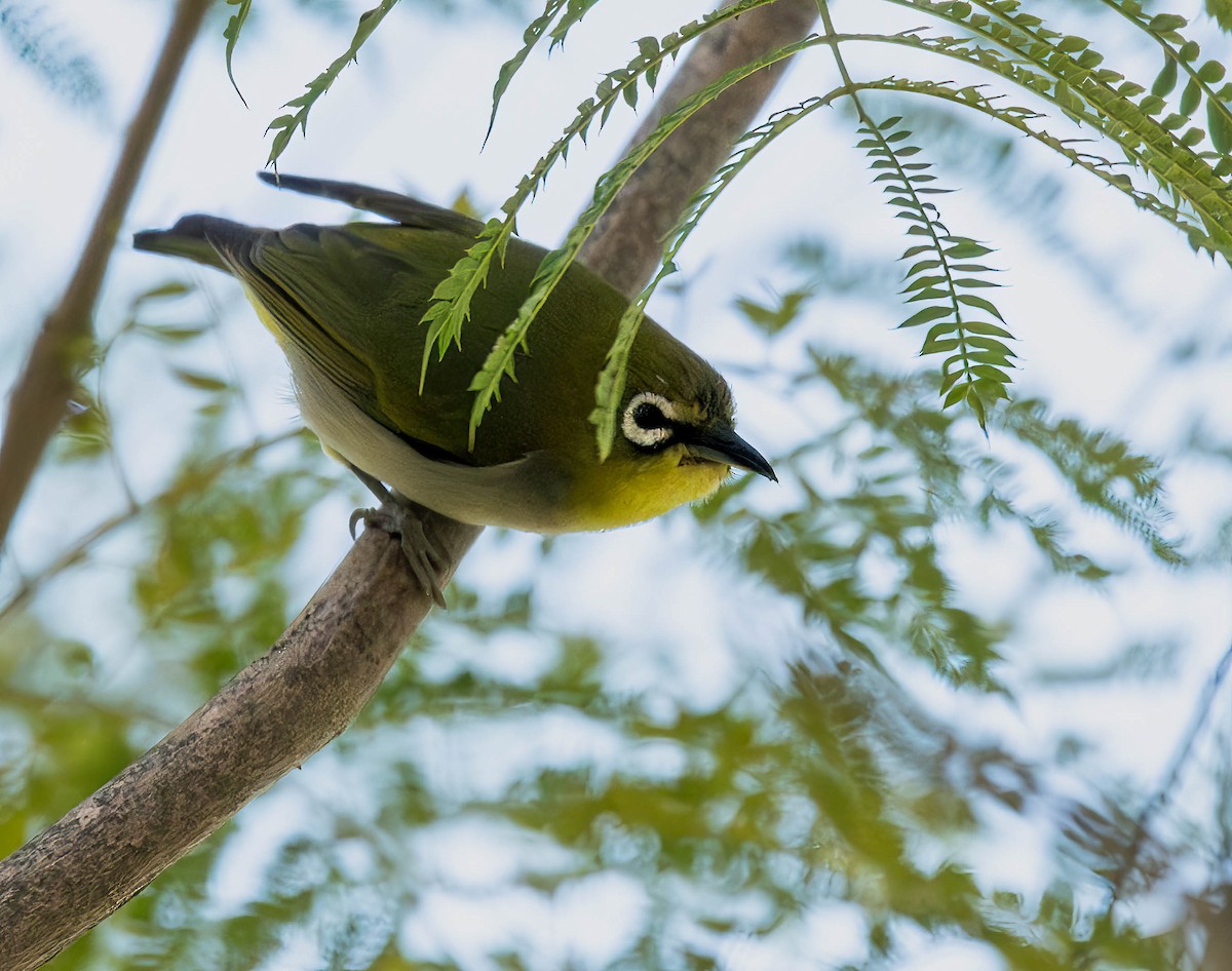 Swinhoe's White-eye - ML610411043
