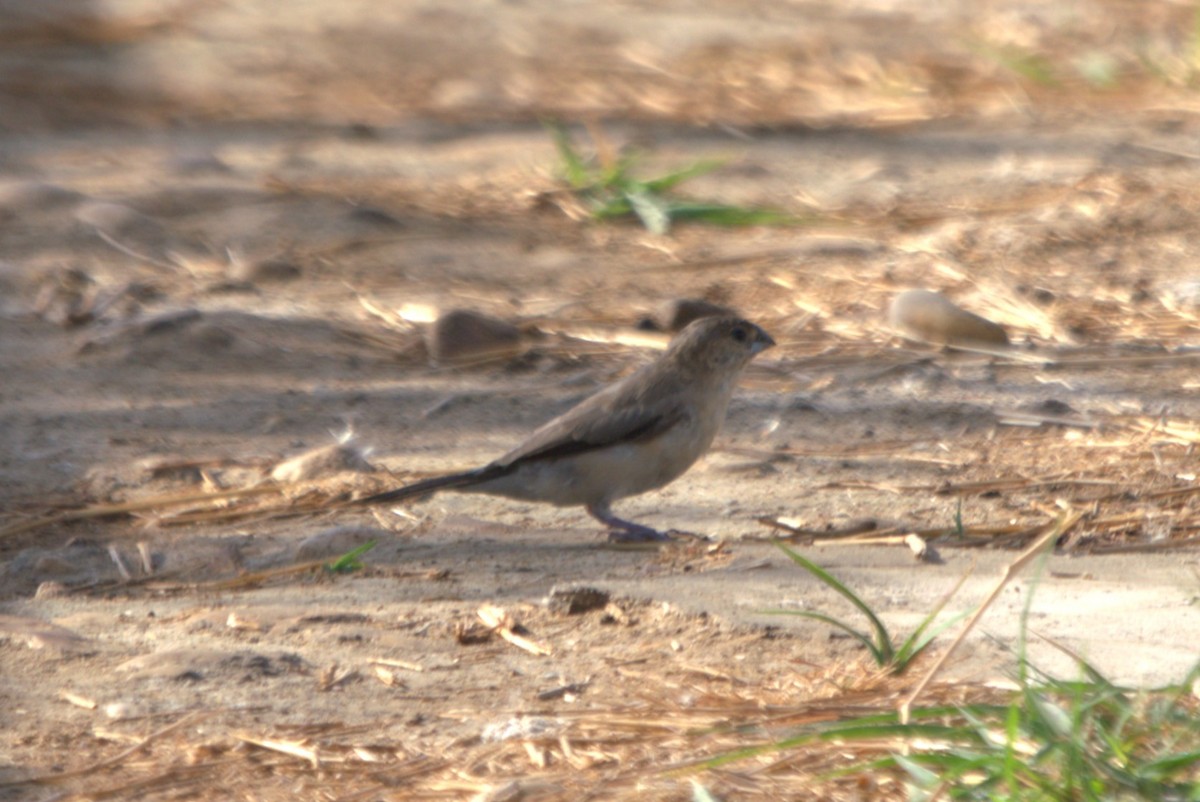 白喉文鳥 - ML610411046