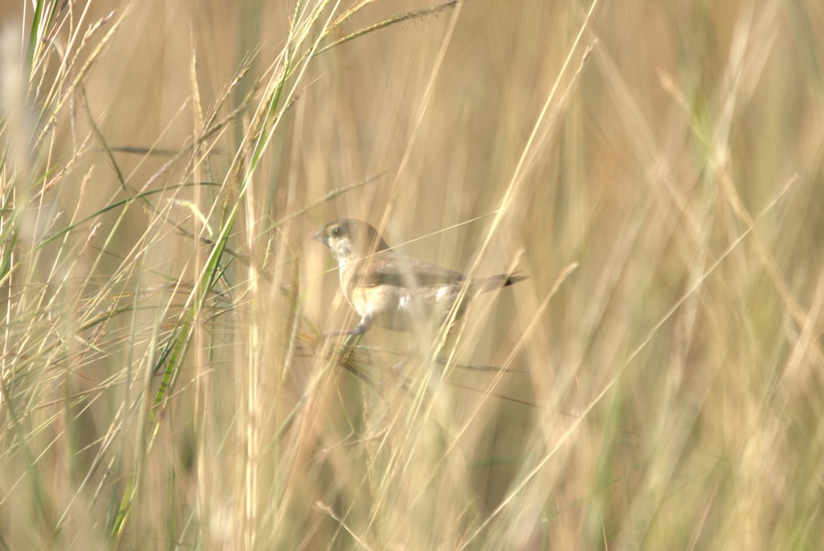 Indian Silverbill - Daniel Traub