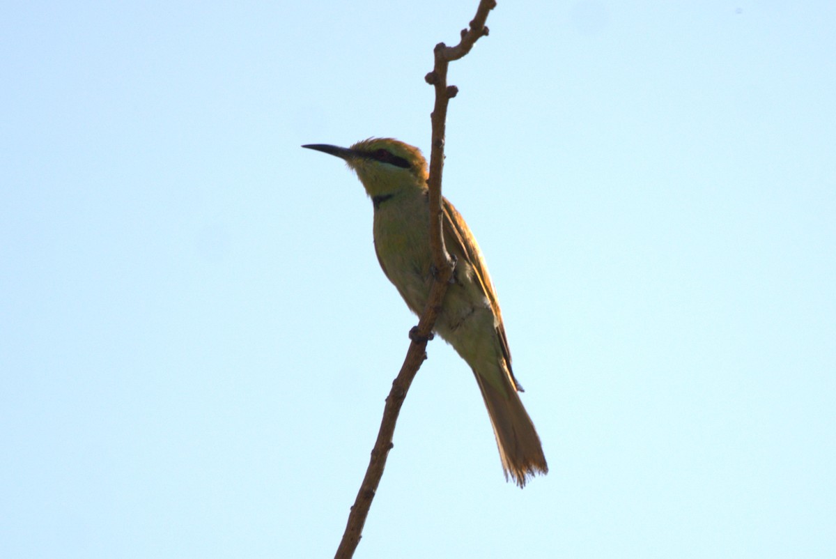 African Green Bee-eater - ML610411053