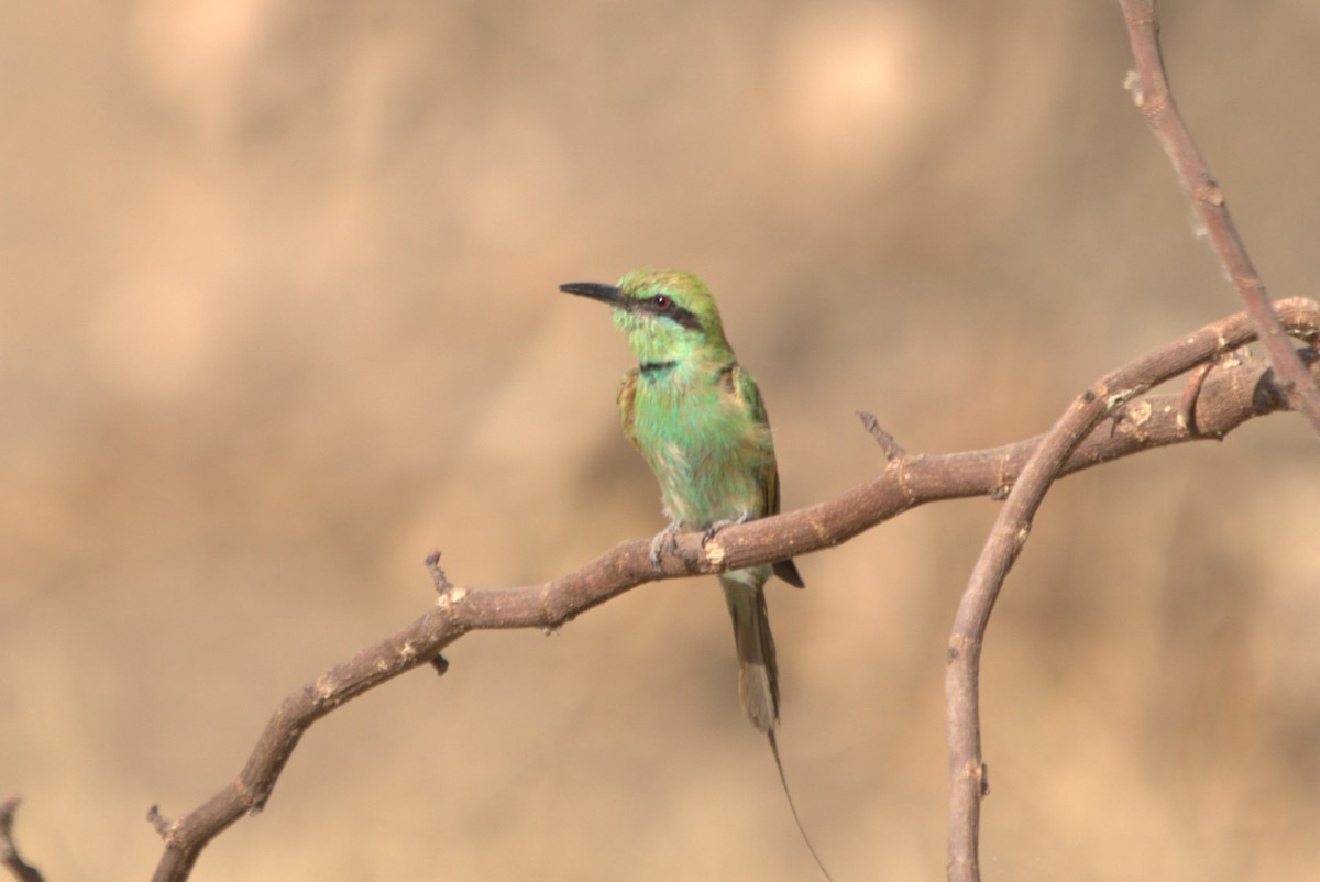 African Green Bee-eater - ML610411054