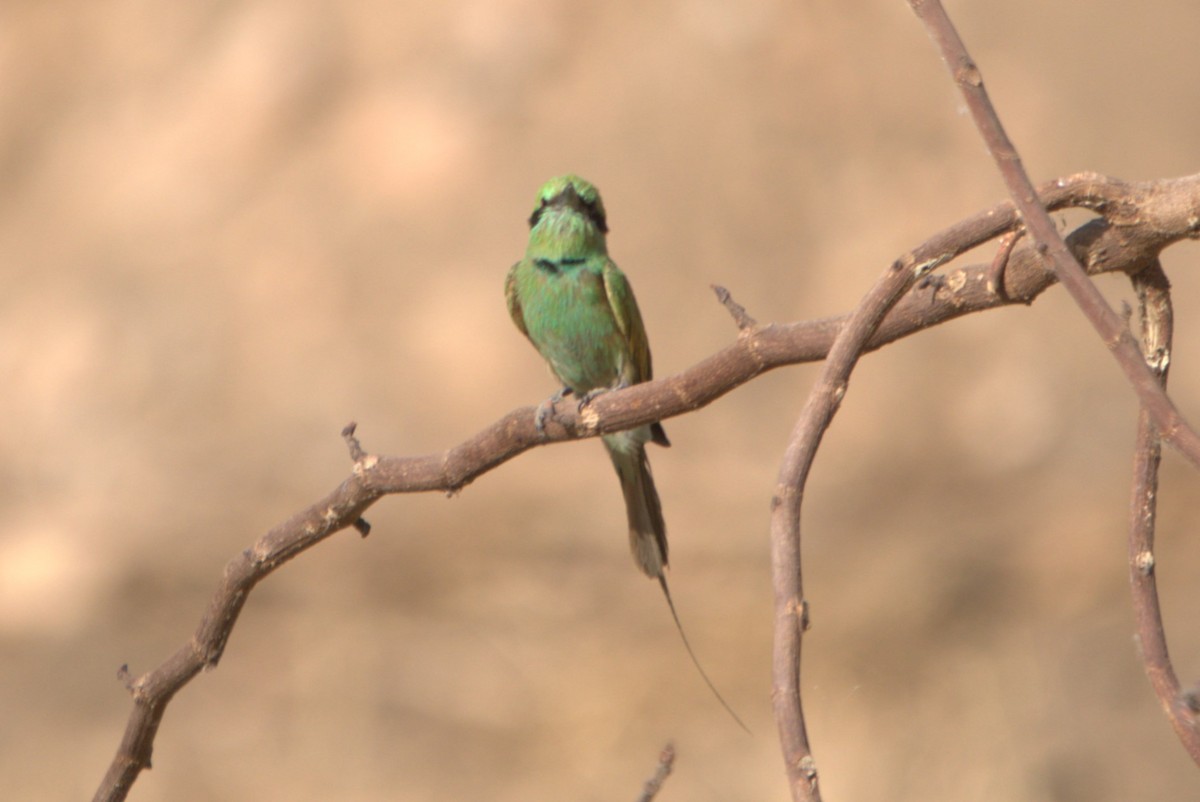 African Green Bee-eater - ML610411055