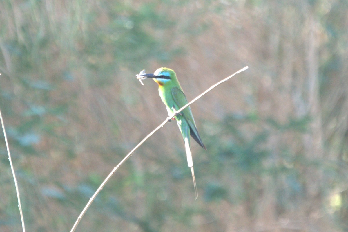 Blue-cheeked Bee-eater - ML610411068