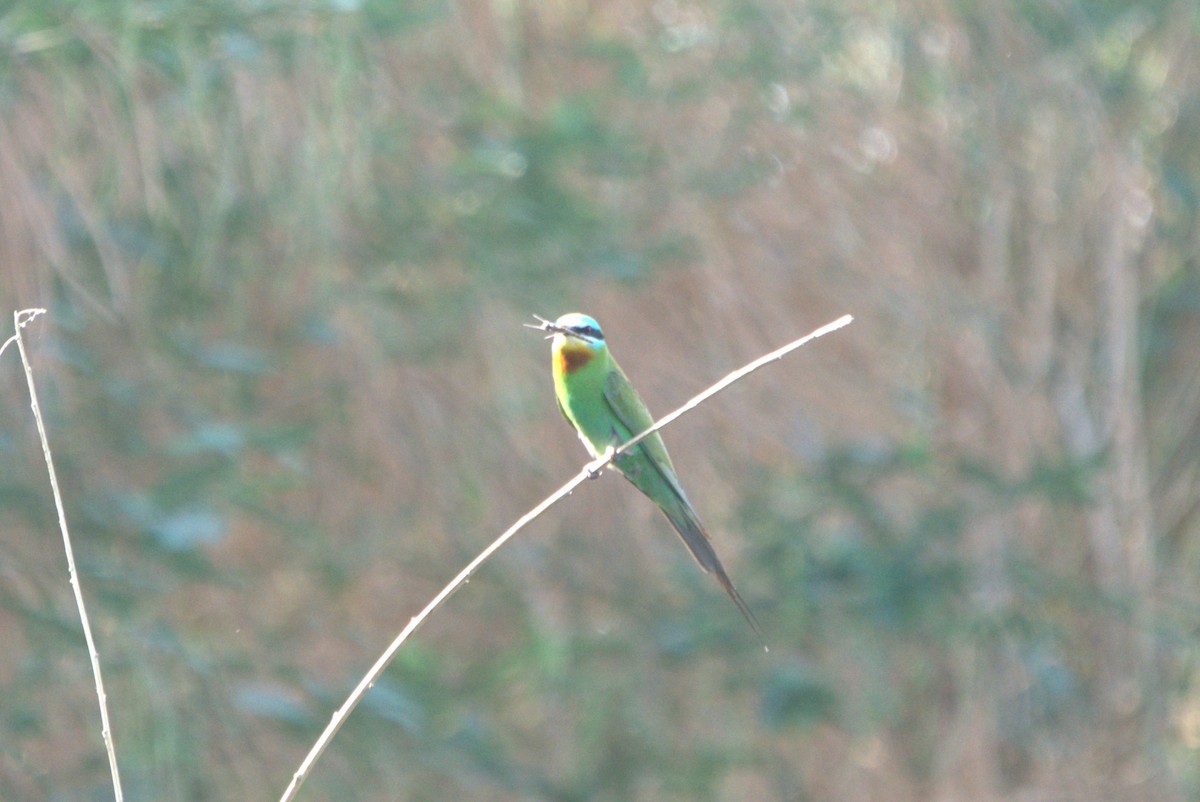 Blue-cheeked Bee-eater - ML610411069