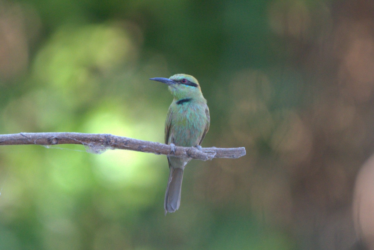 African Green Bee-eater - ML610411074