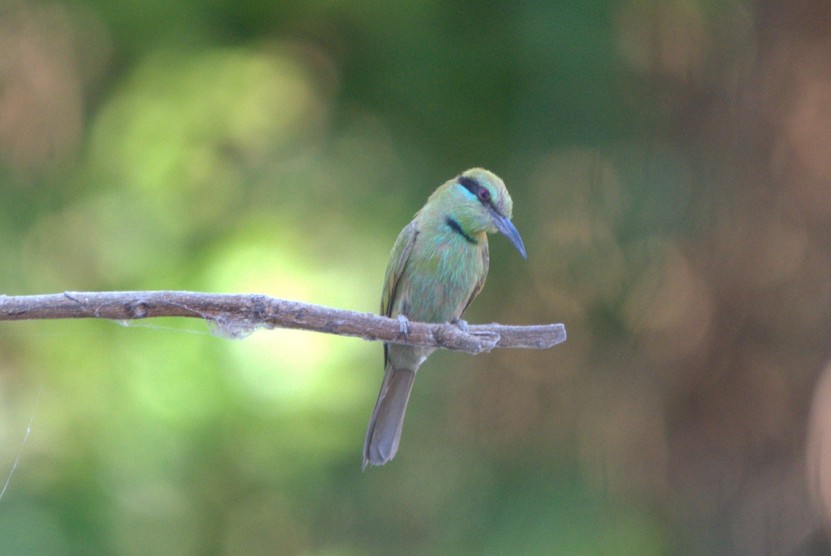 African Green Bee-eater - ML610411075