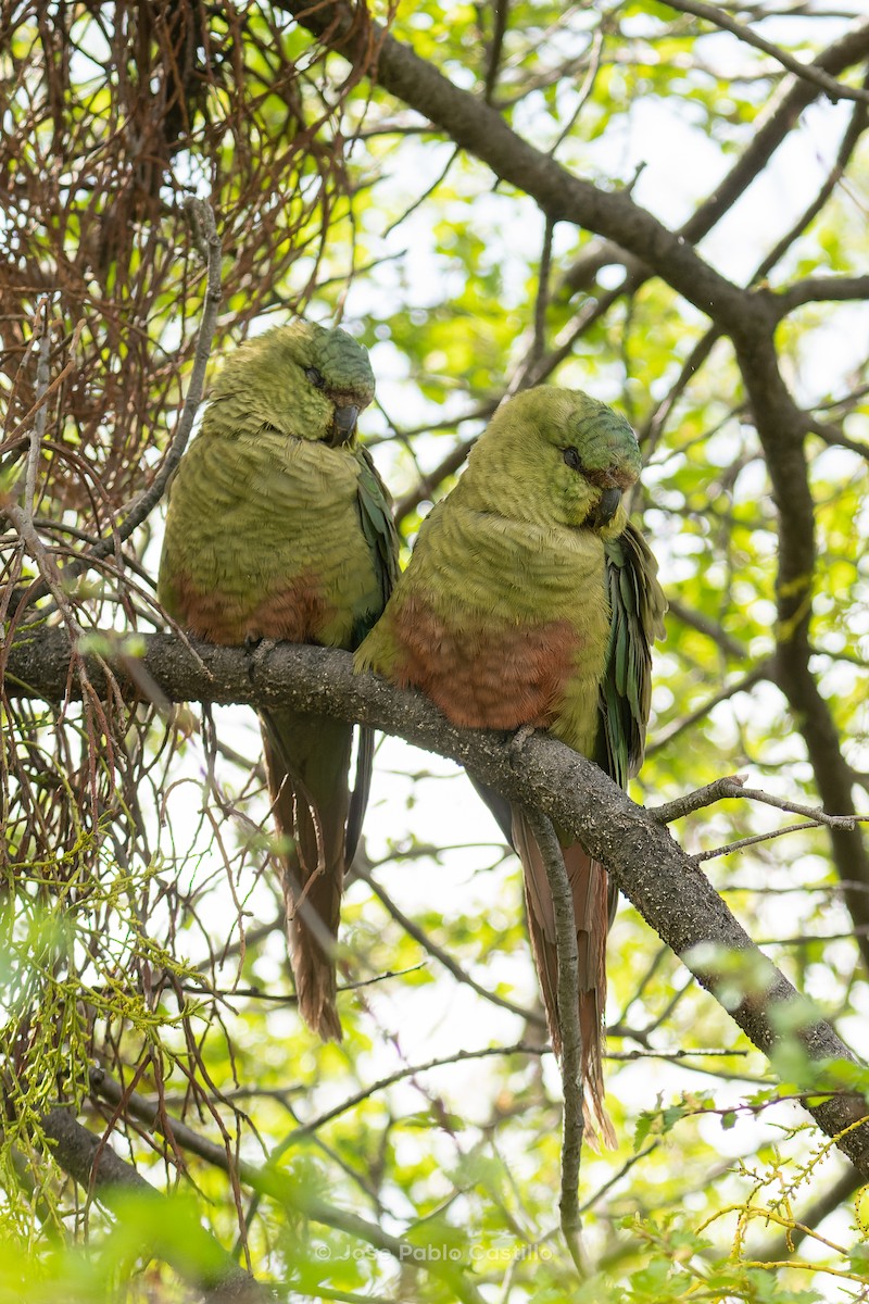 コイミドリインコ - ML610411121