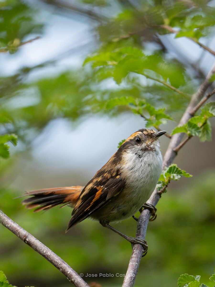 ハリオカマドドリ - ML610411132