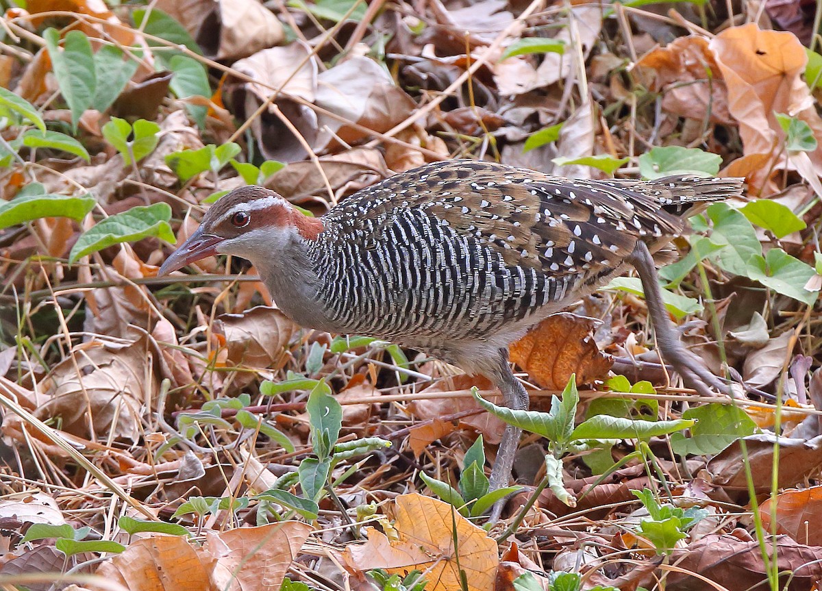 Buff-banded Rail - ML610411152