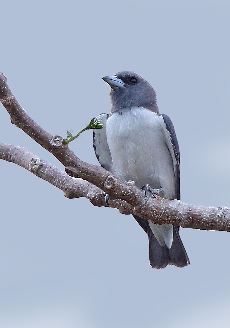 White-breasted Woodswallow - ML610411154