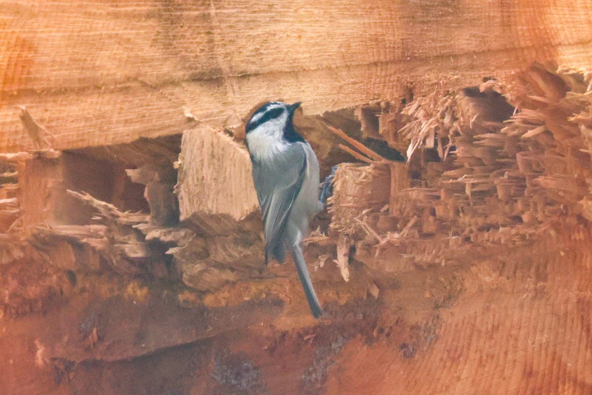 Mountain Chickadee - ML610411211