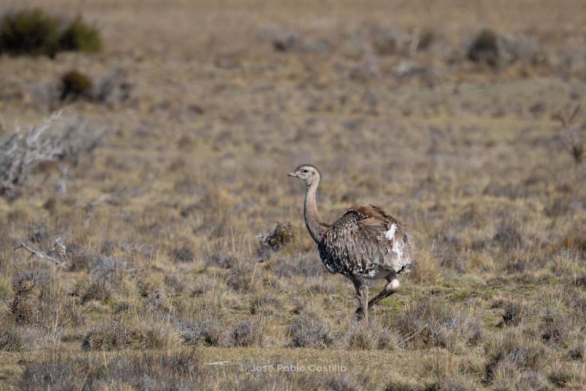 ダーウィンレア - ML610411265