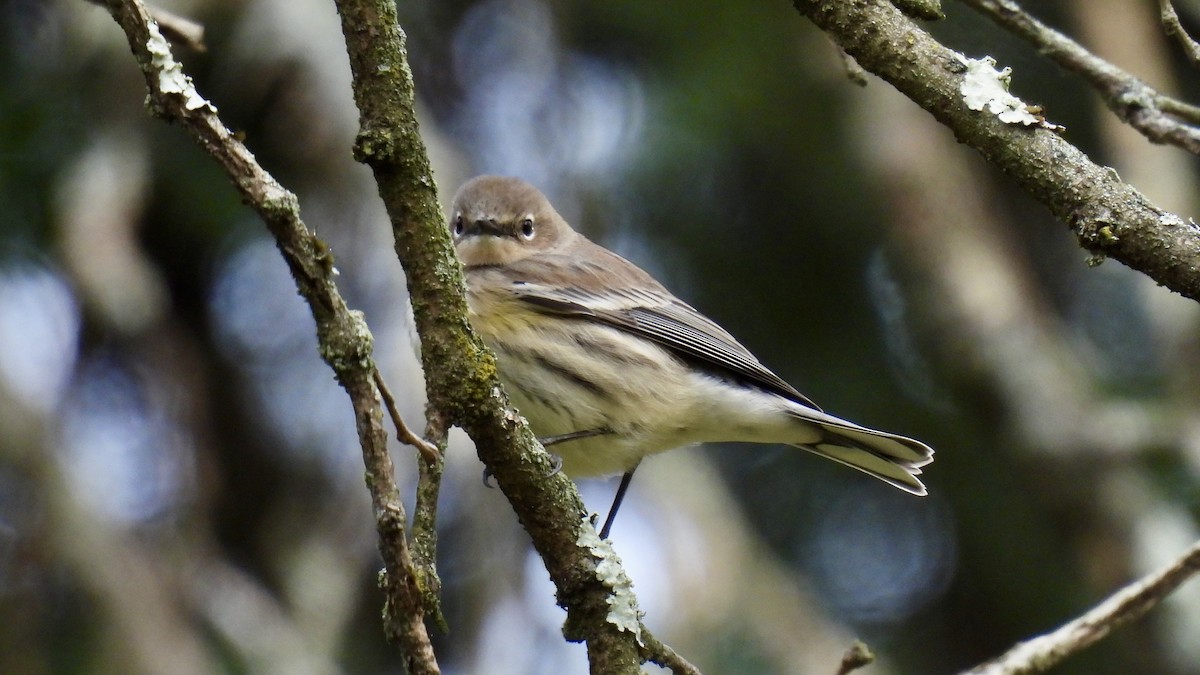 Пісняр-лісовик жовтогузий (підвид coronata) - ML610411335