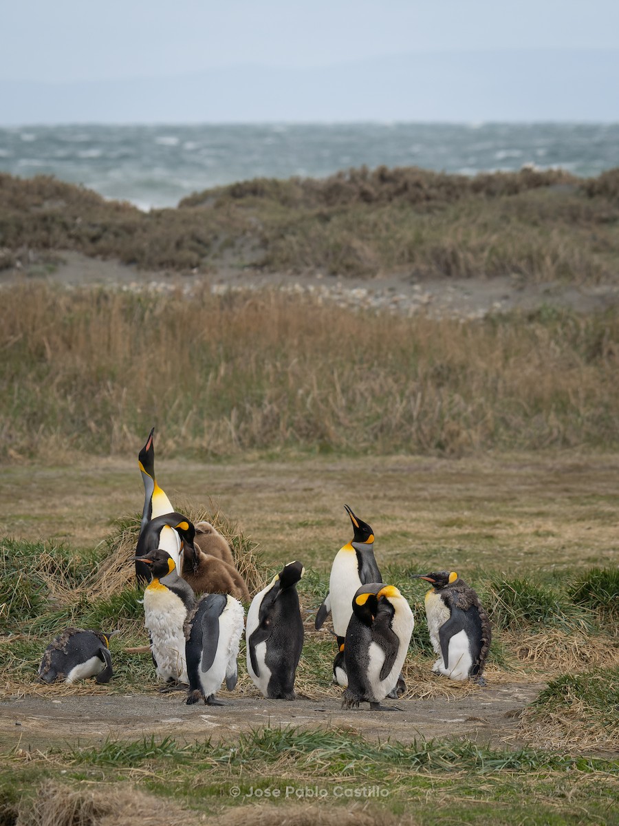 オウサマペンギン - ML610411358