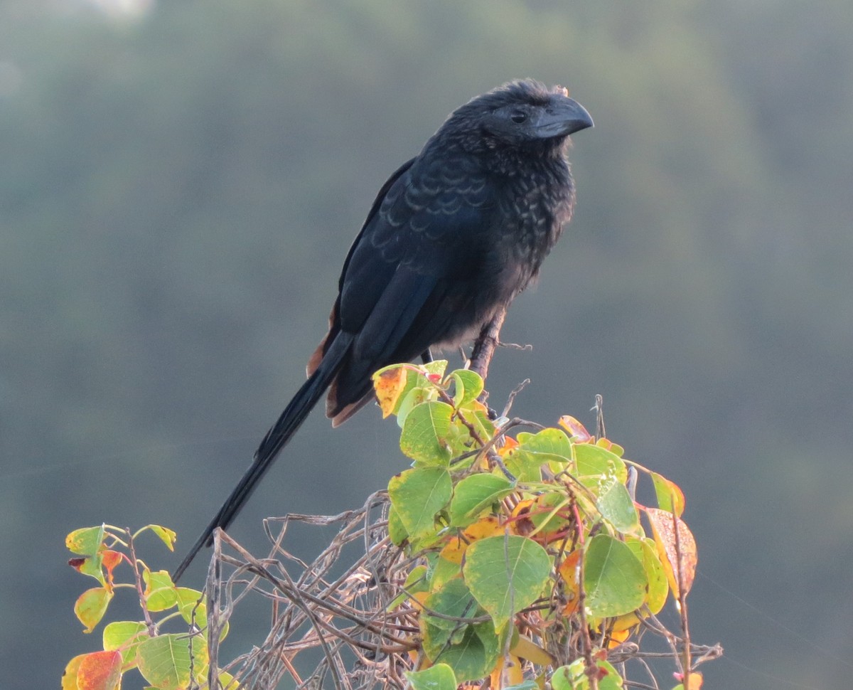 Groove-billed Ani - Brian Johnston