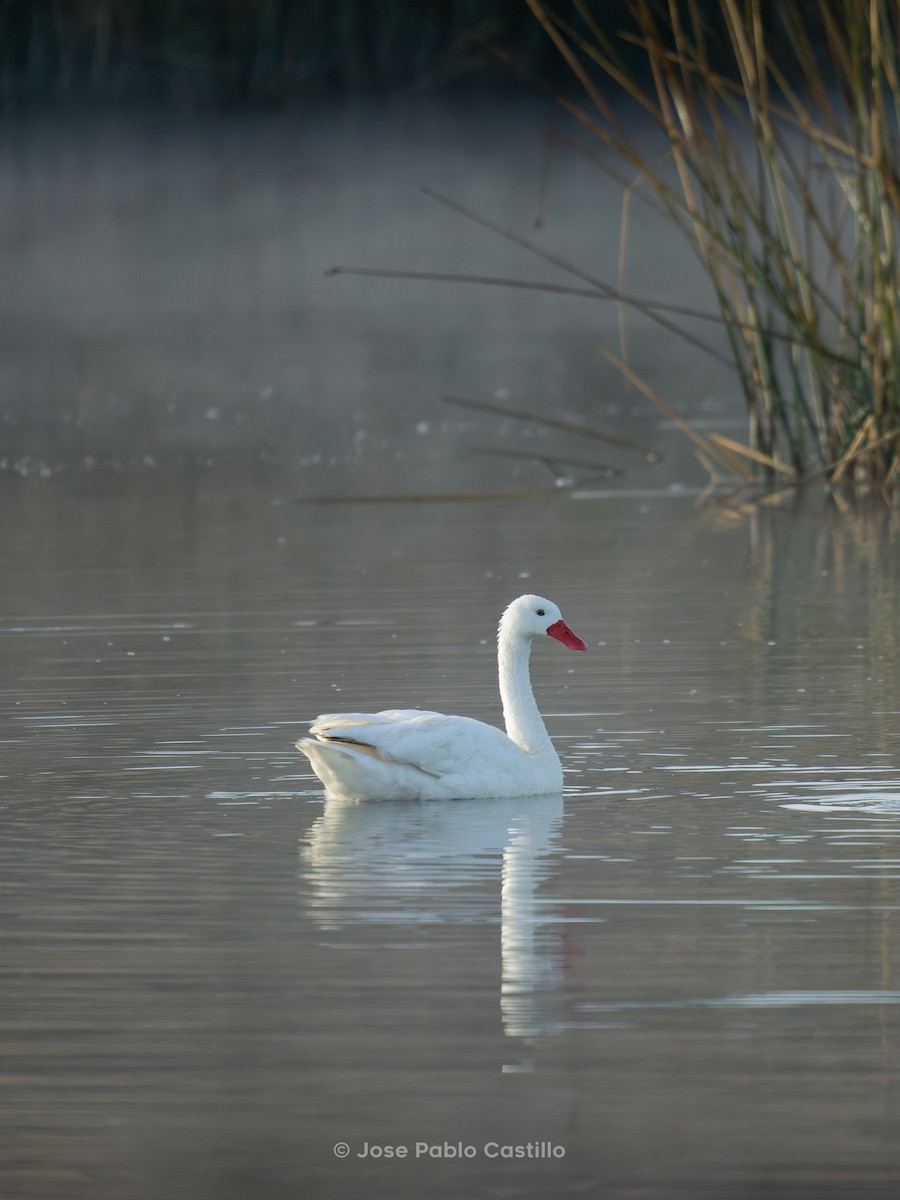 カモハクチョウ - ML610411380