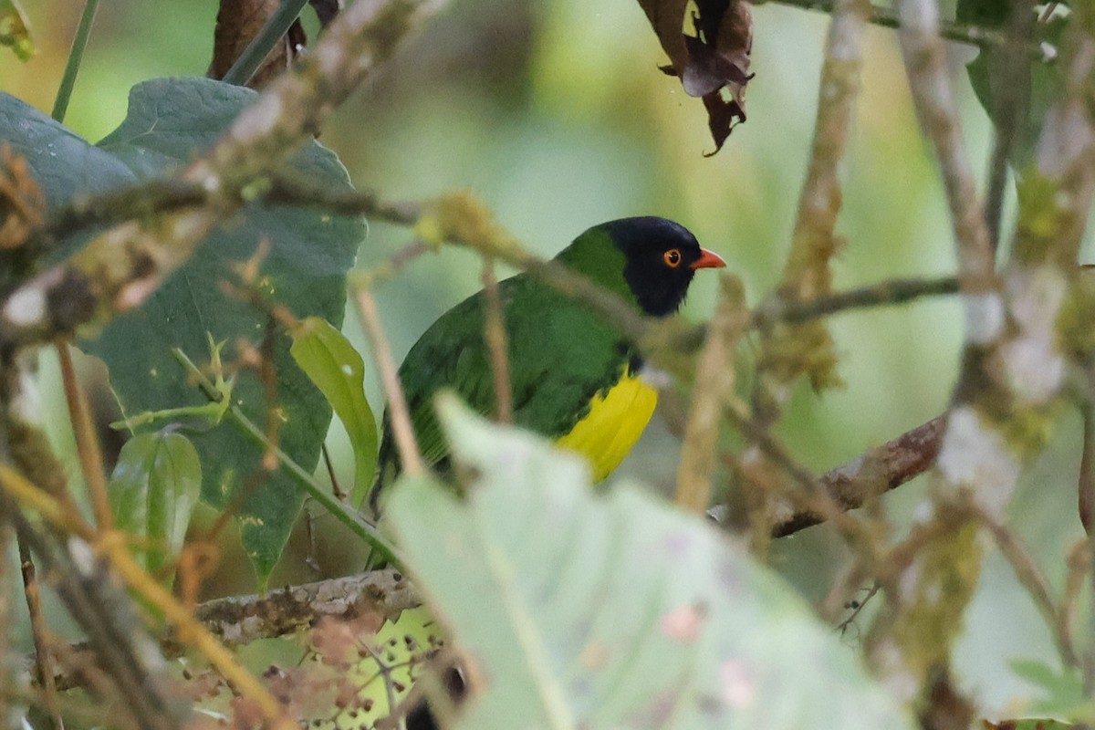 Cotinga de Lubomirsk - ML610411414