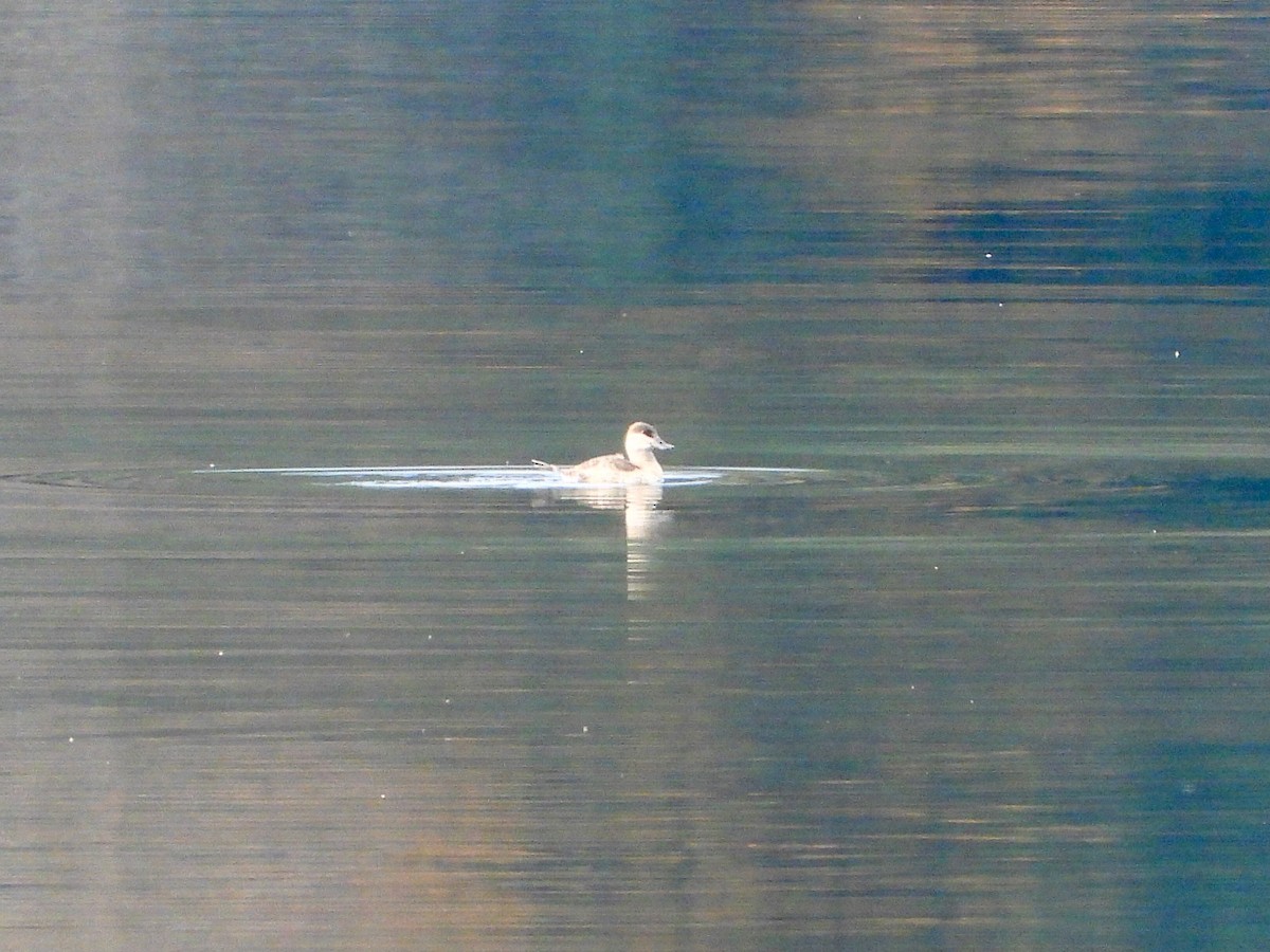 Ruddy Duck - ML610411440