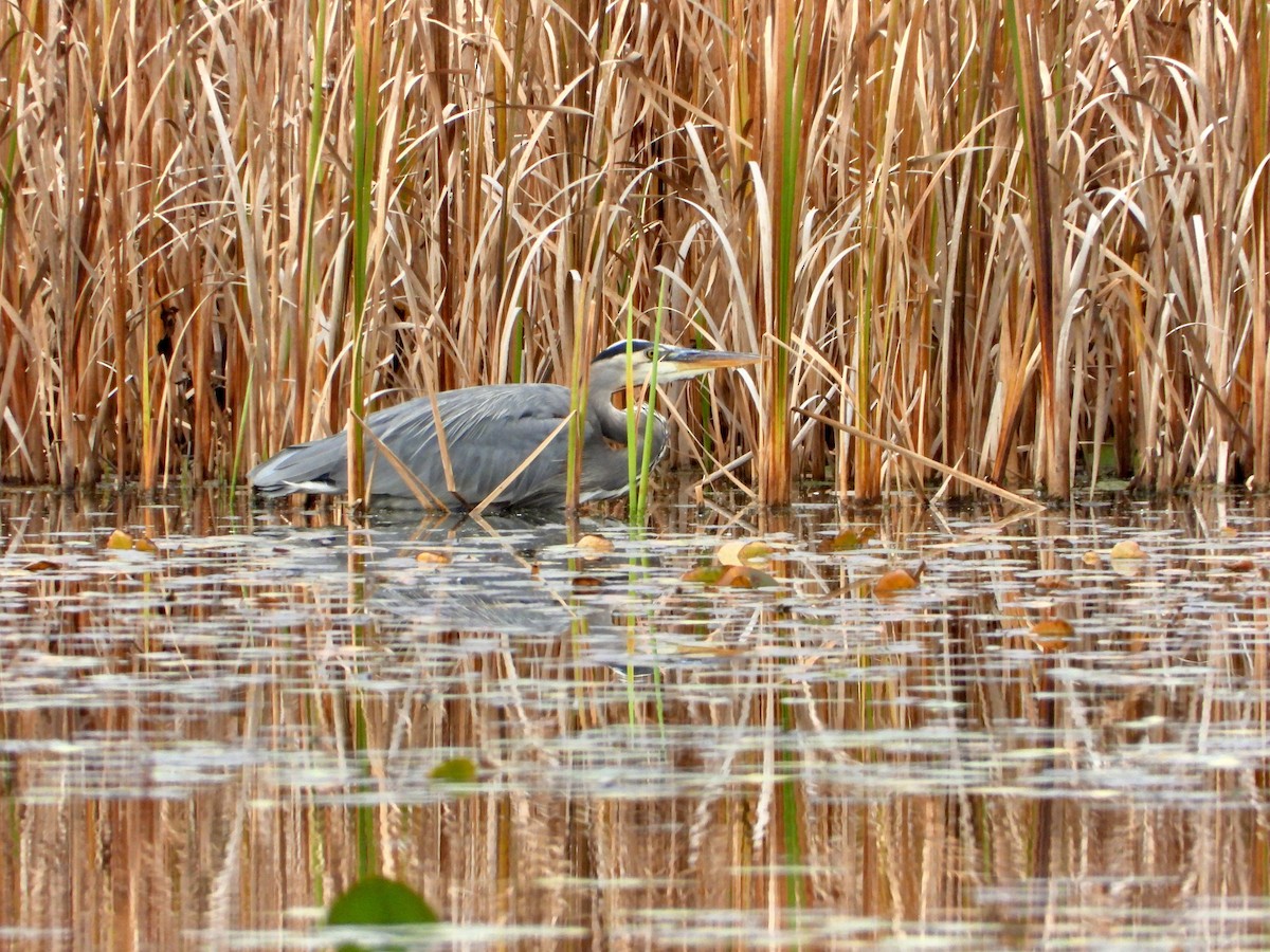 Great Blue Heron - cathy Eastburn