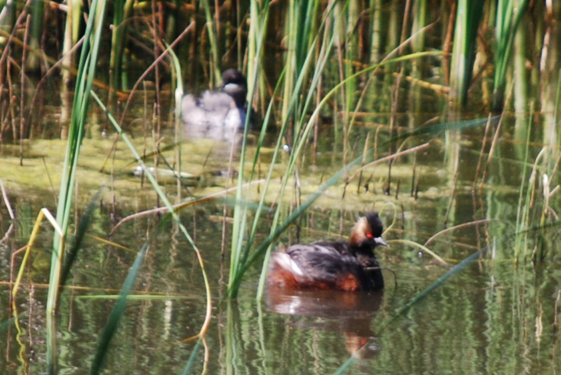 Eared Grebe - Ted Armstrong