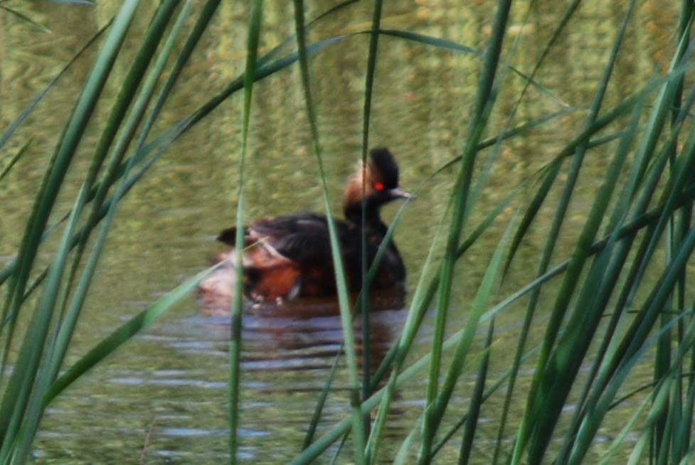 Eared Grebe - Ted Armstrong