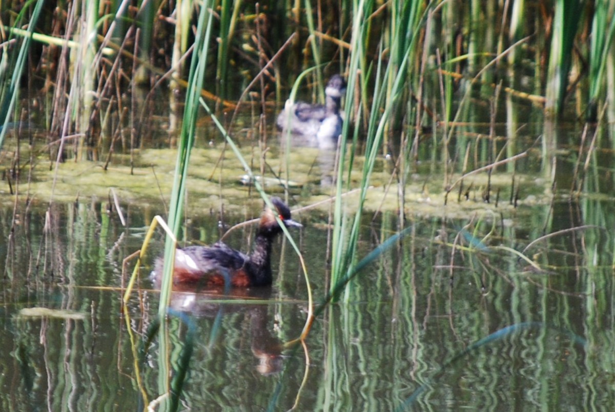 Eared Grebe - Ted Armstrong