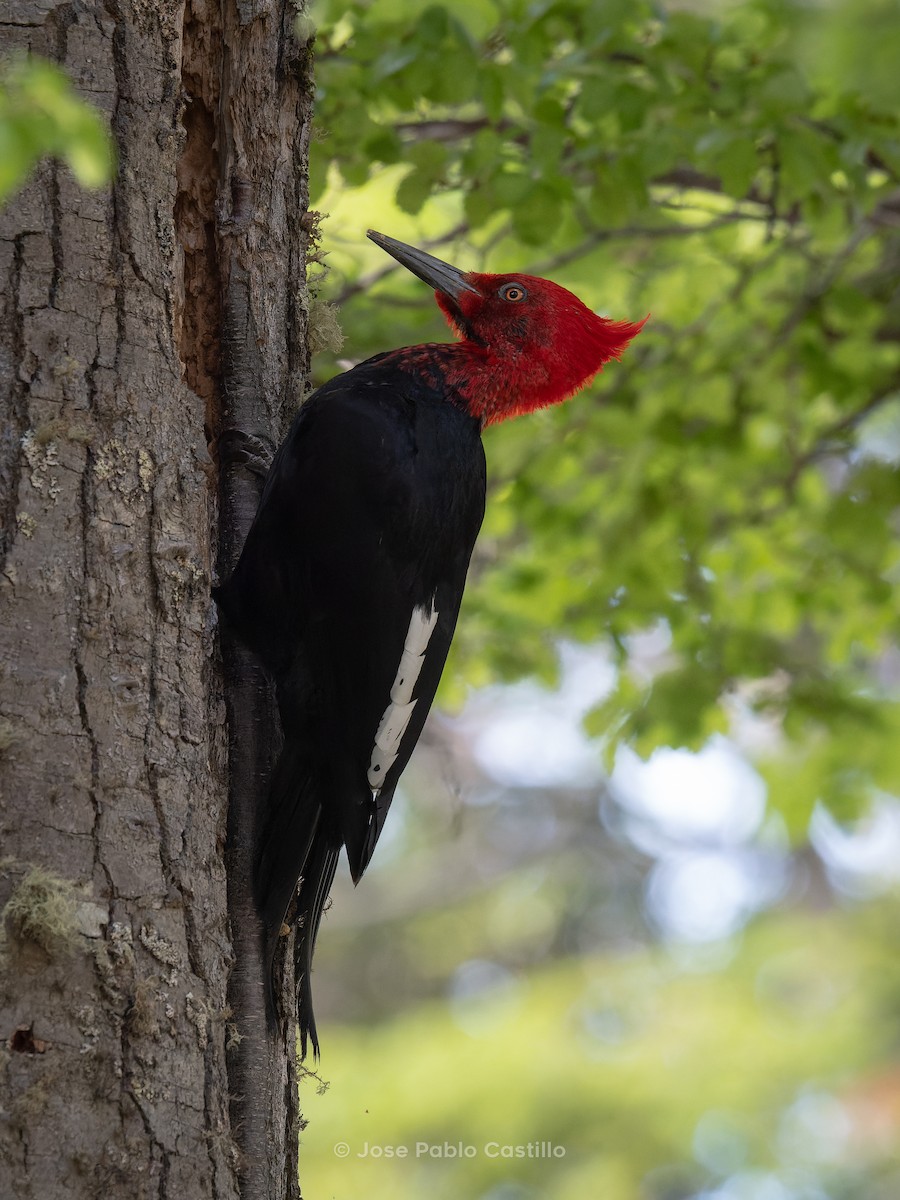 マゼランキツツキ - ML610411509