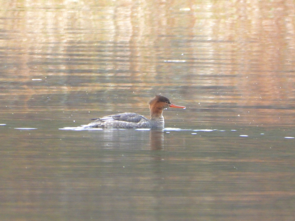Red-breasted Merganser - ML610411514