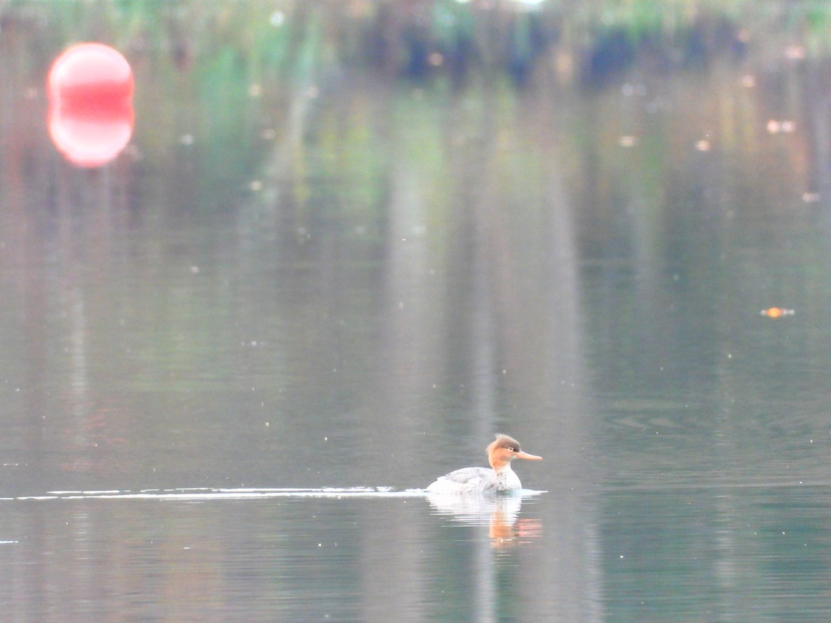 Red-breasted Merganser - ML610411515