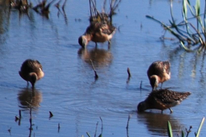 Long-billed Dowitcher - ML610411521