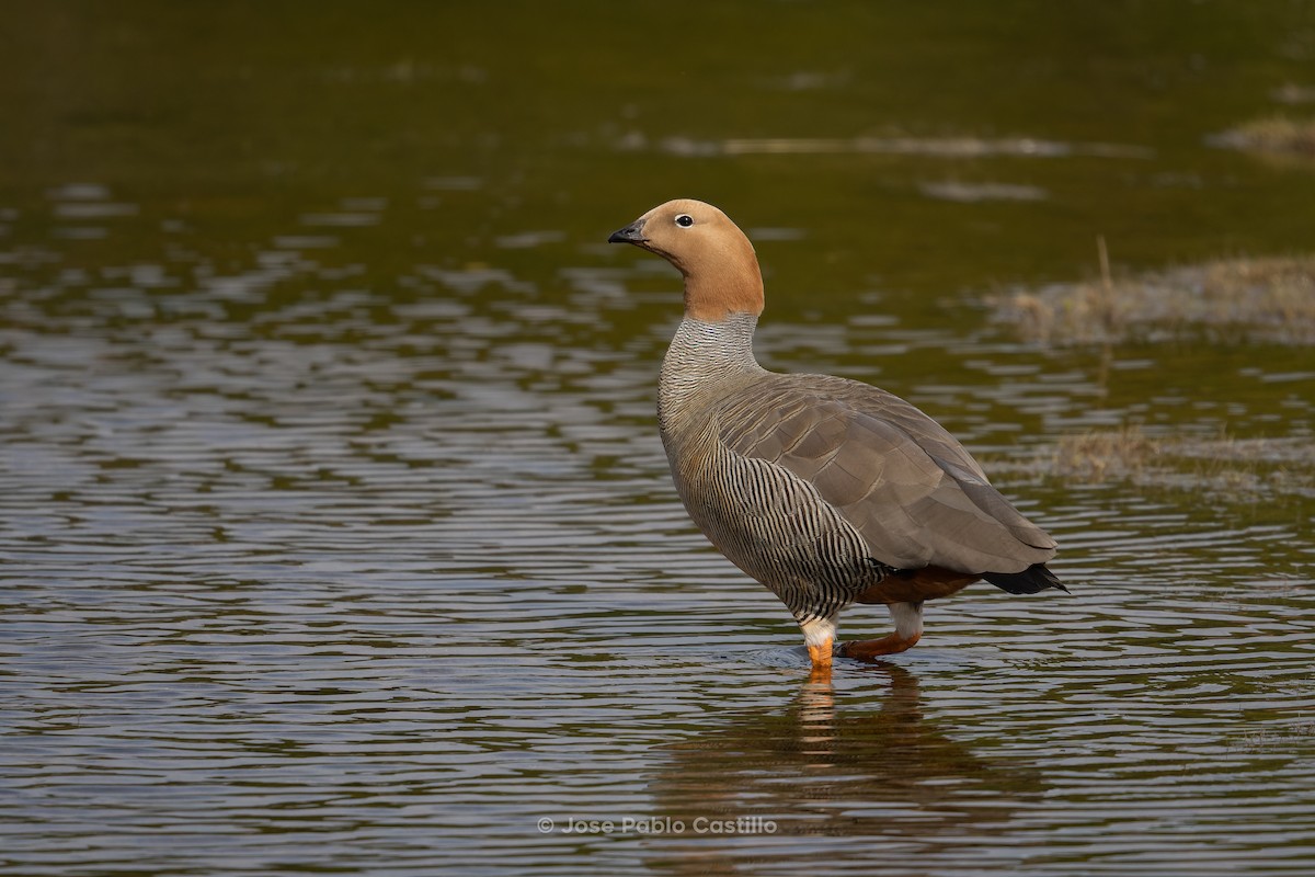 チャガシラコバシガン - ML610411570