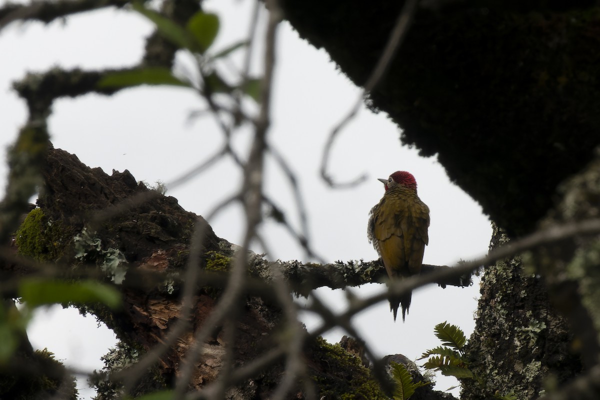Golden-olive Woodpecker - ML610411600