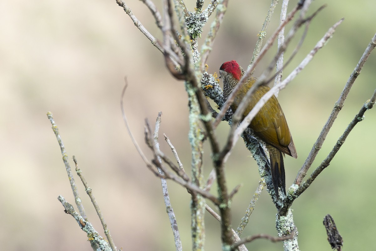 Golden-olive Woodpecker - ML610411601