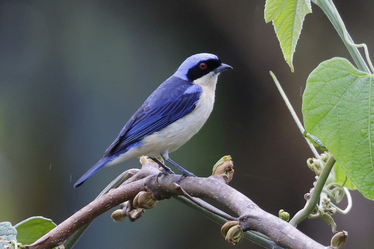 Fawn-breasted Tanager - Jim Sculatti