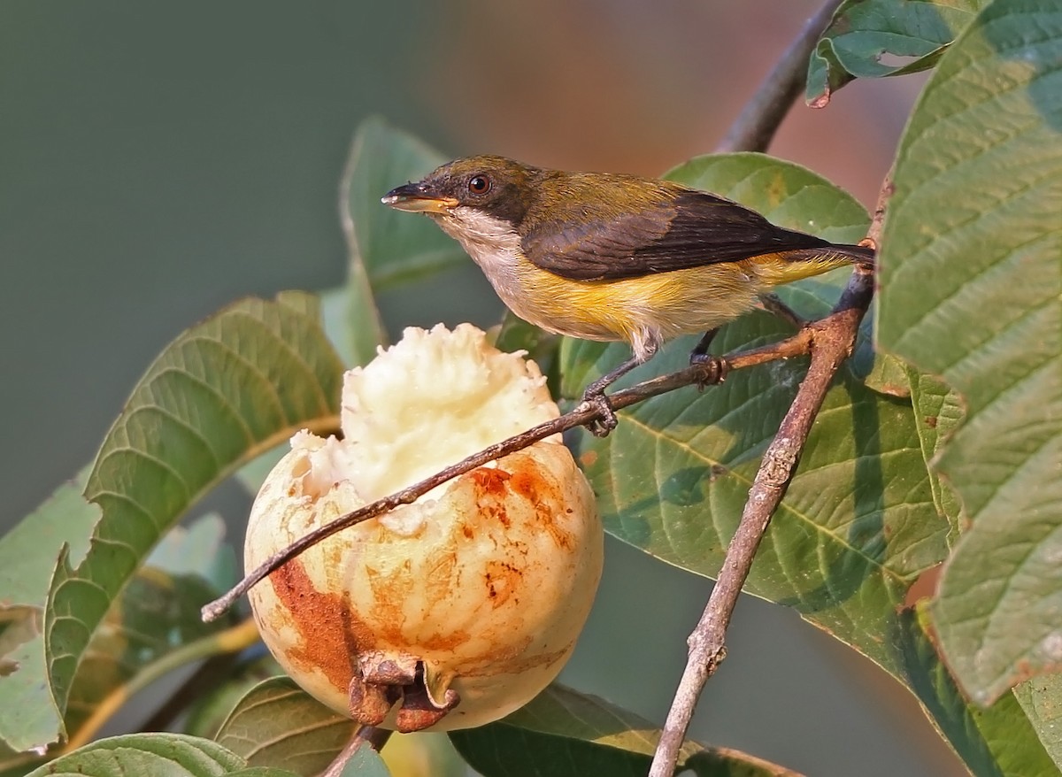 Yellow-sided Flowerpecker - ML610411622