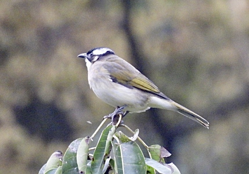 Light-vented Bulbul - ML610411671