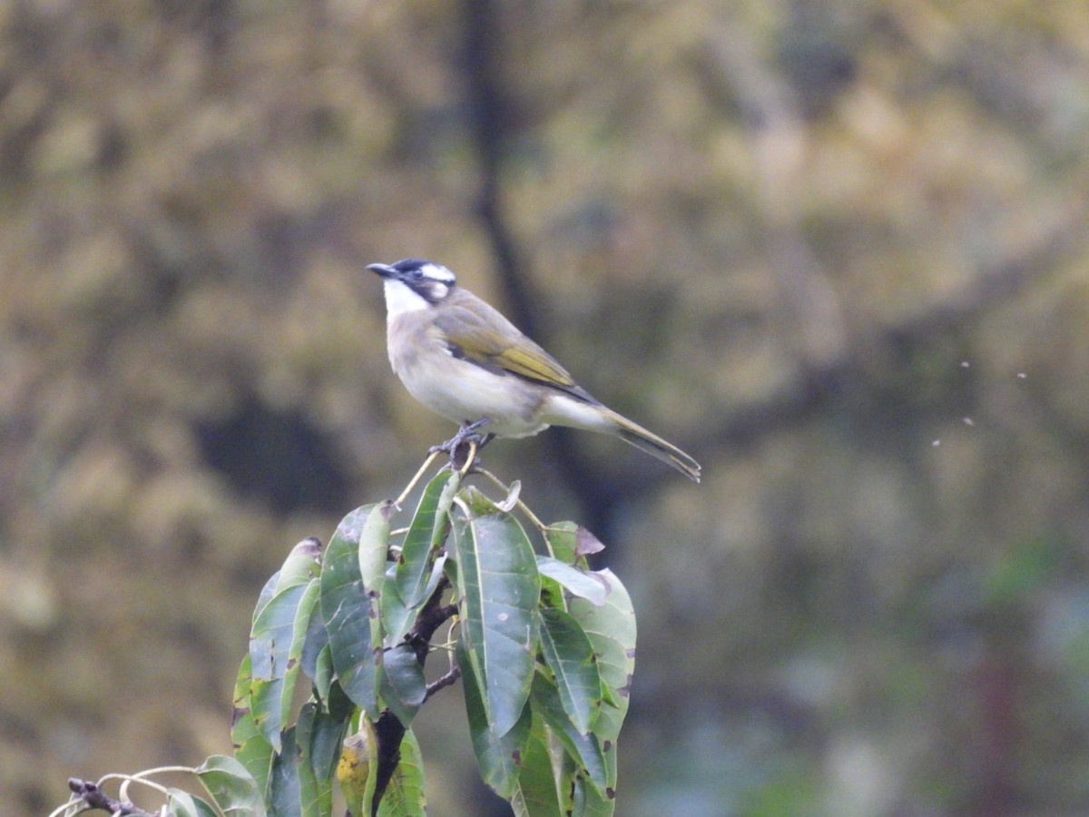 Light-vented Bulbul - ML610411673